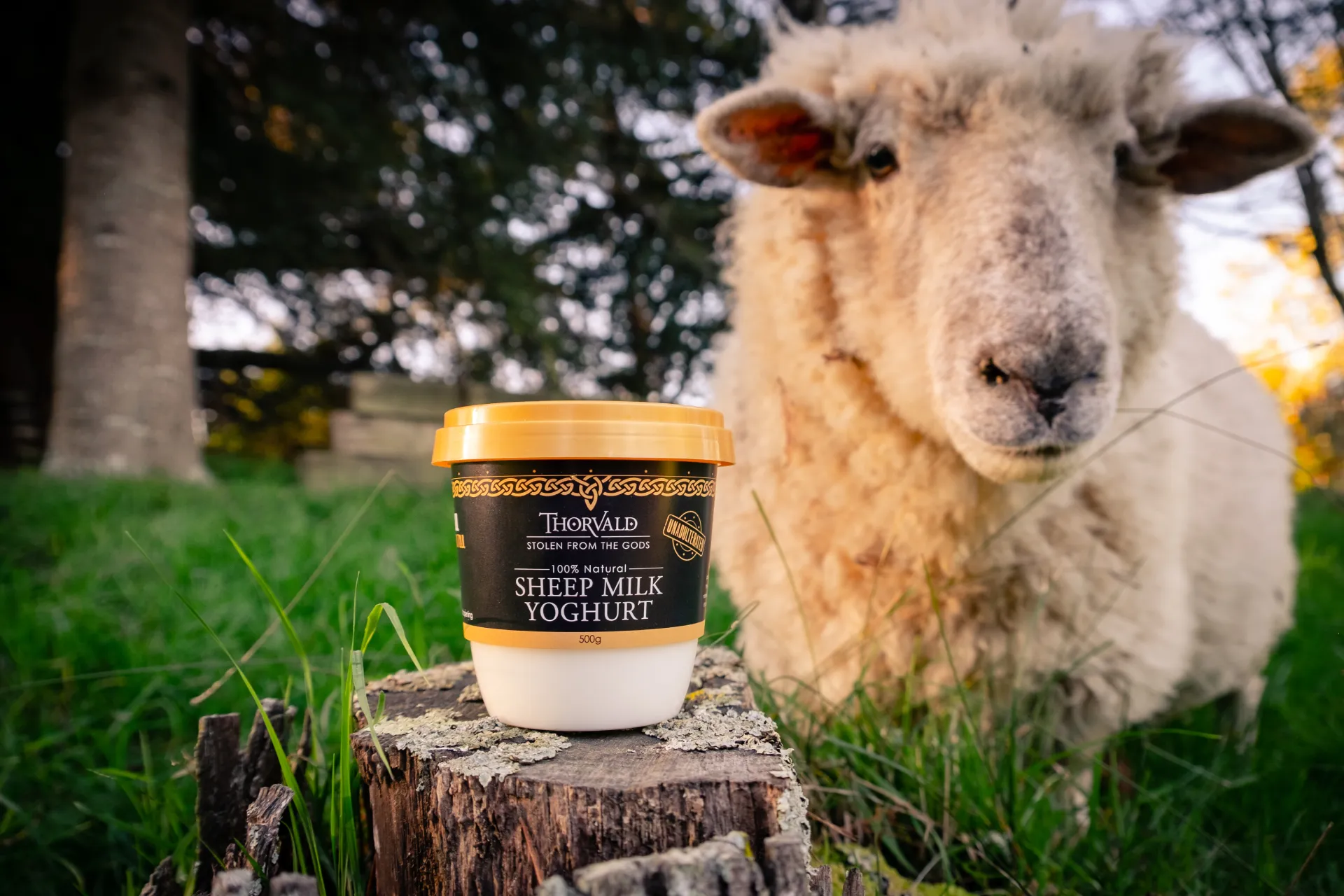 A Thorvald sheep-milk yoghurt tub on a tree stump in golden light, with a curious sheep leaning in behind it.